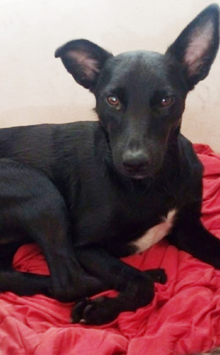 FREDERICO - Foto 3