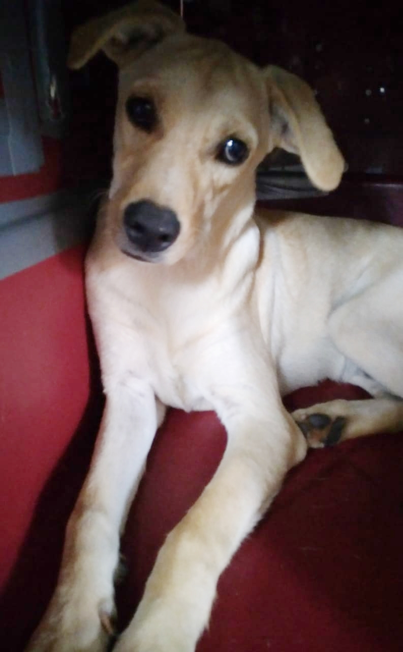 PEDRINHO