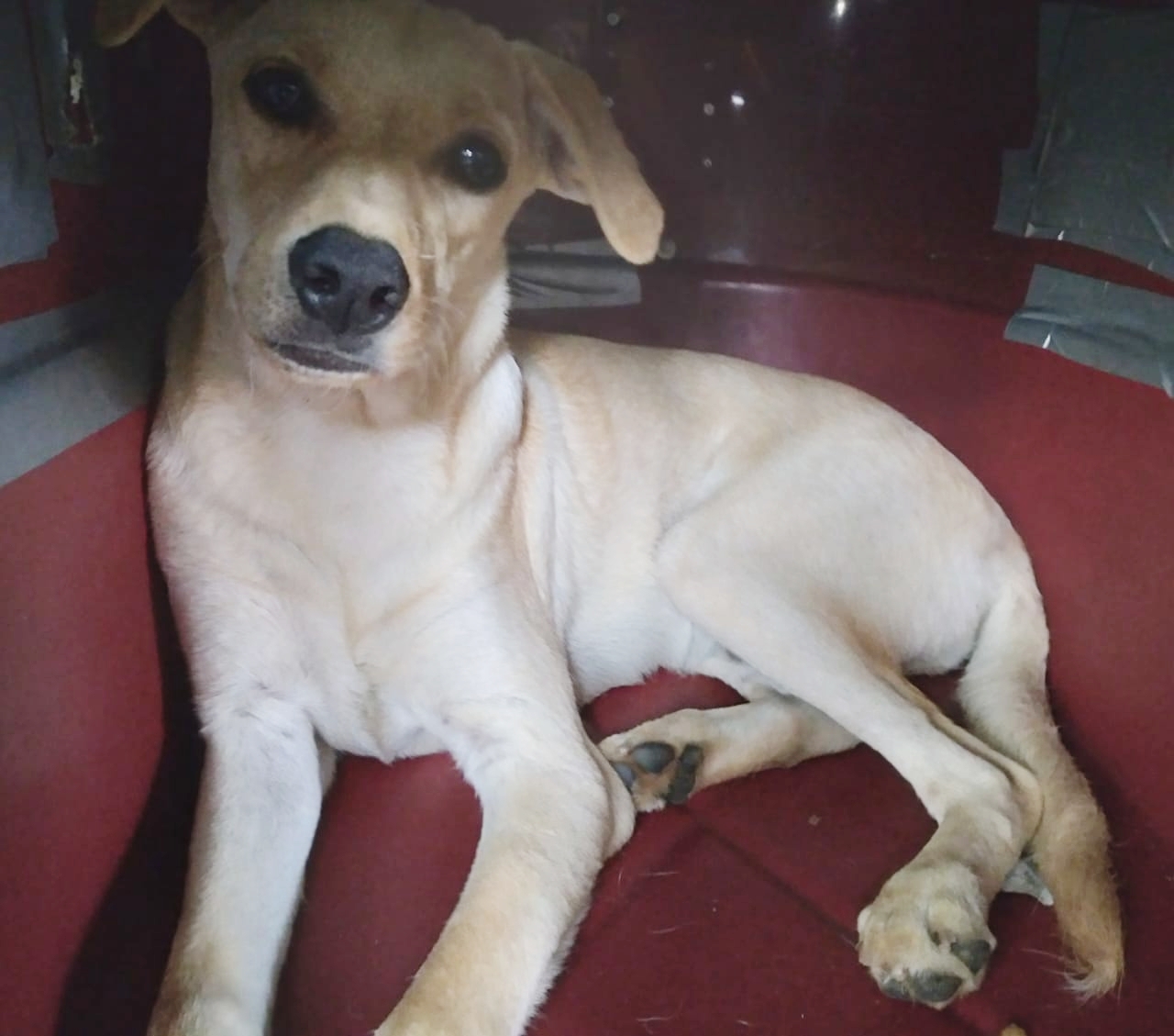 PEDRINHO - Foto 2
