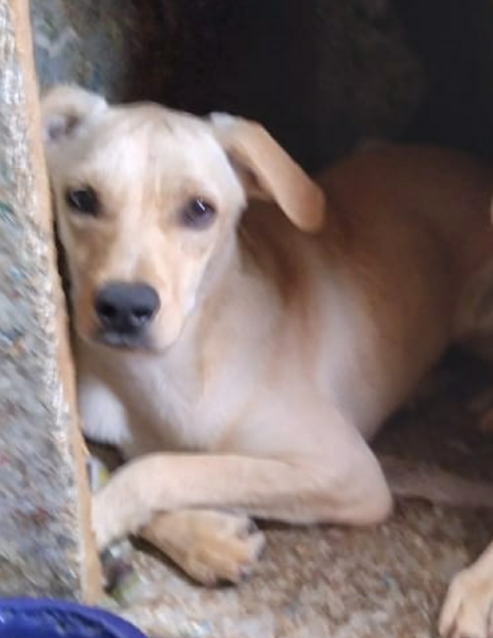 PEDRINHO - Foto 3