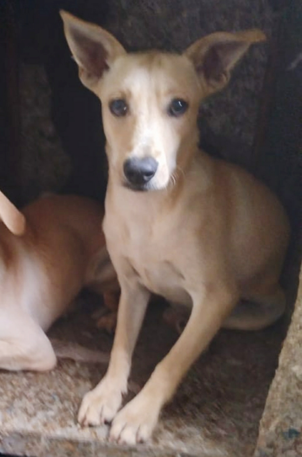 HUGUINHO