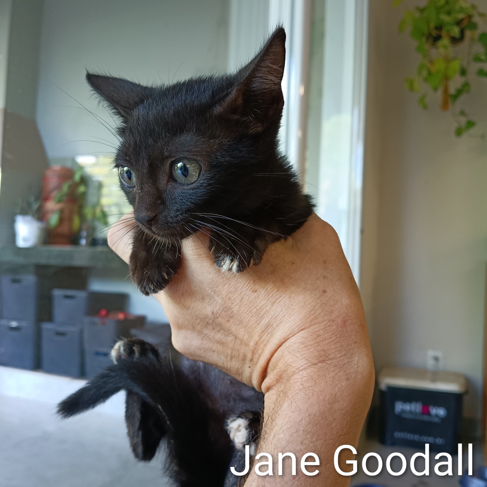 JANE GOODALL