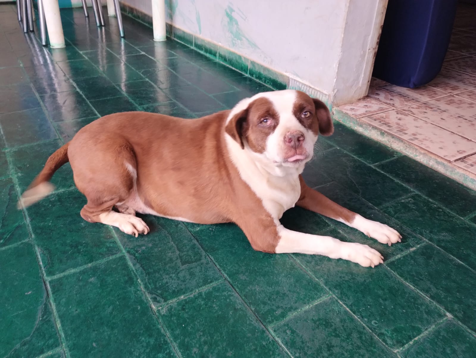 BOMBOM