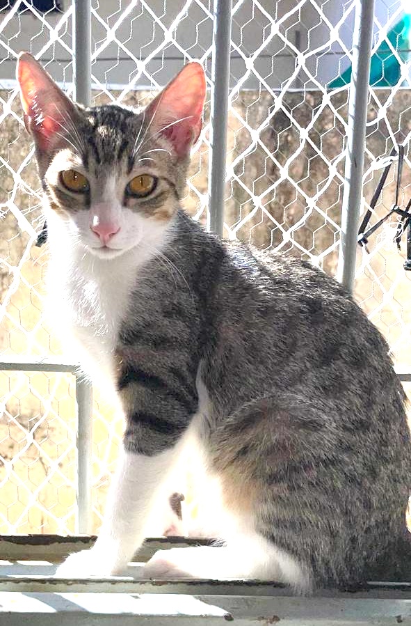 COALA
