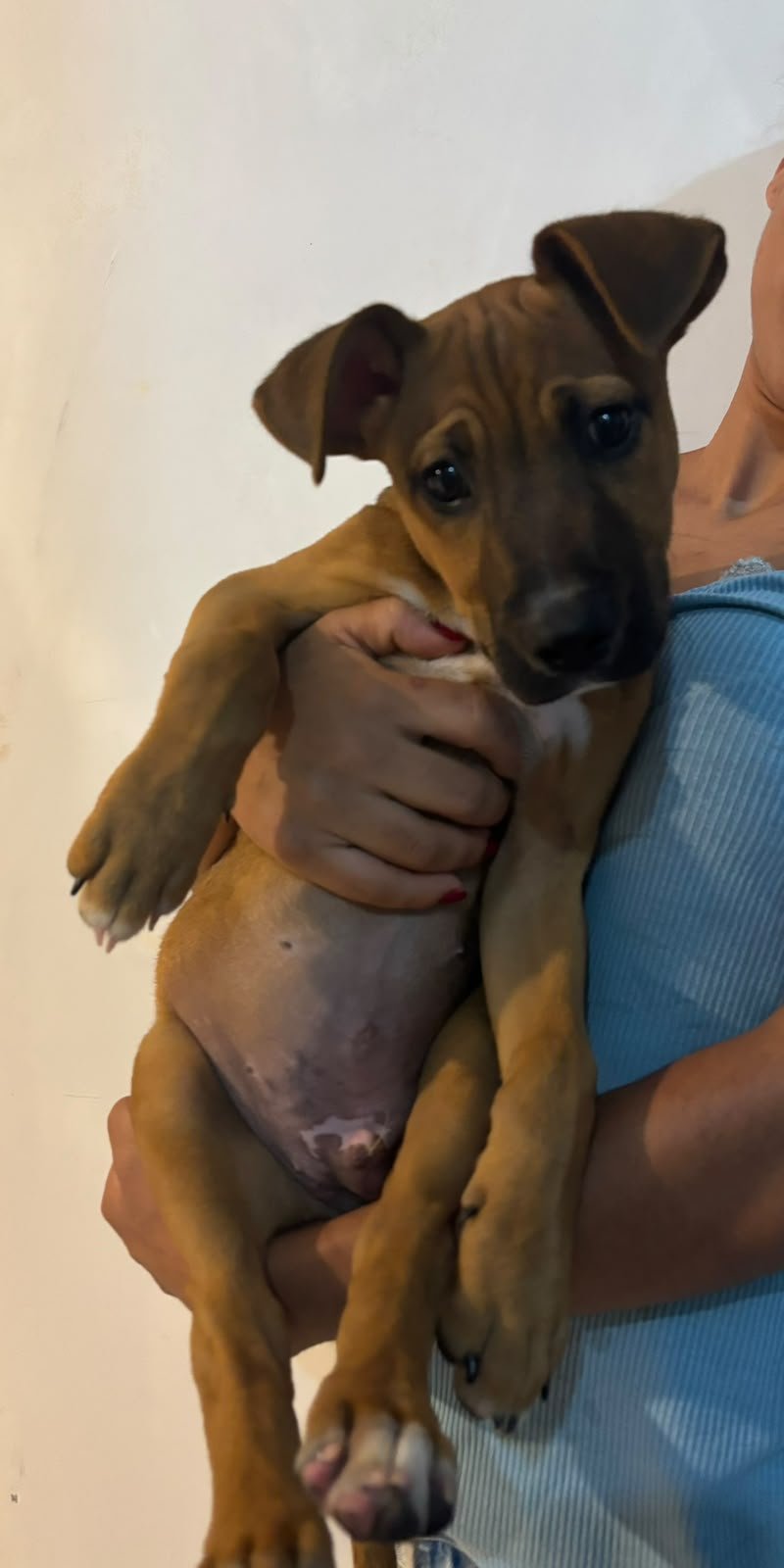 CHICO - Foto 2