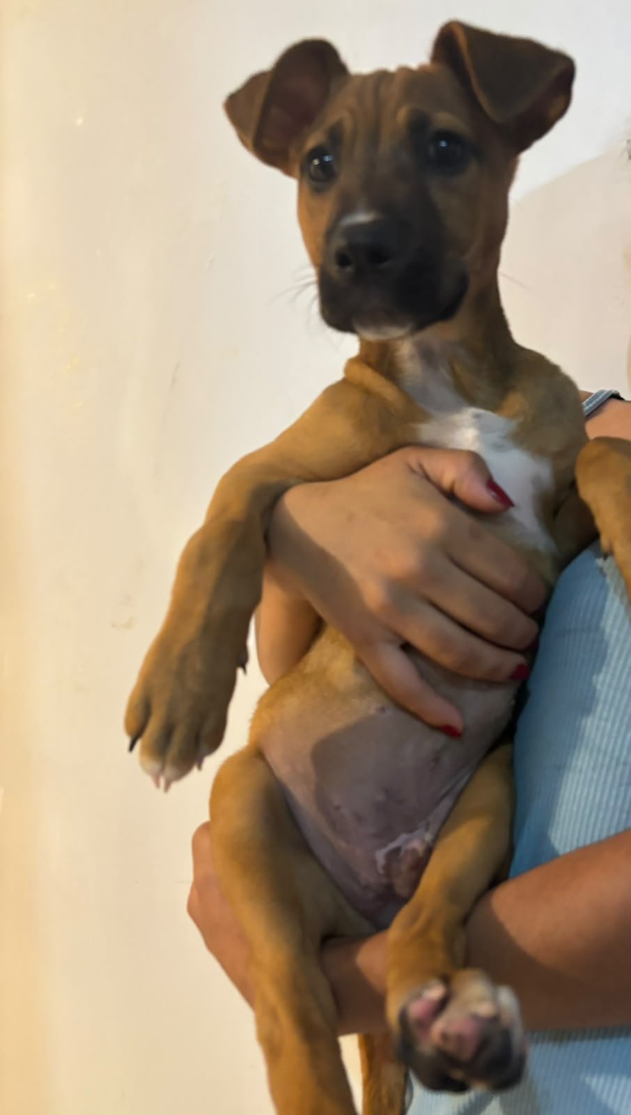 CHICO - Foto 3